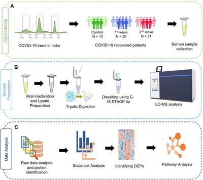 Semen proteomics reveals alterations in fertility-related proteins post-recovery from COVID-19